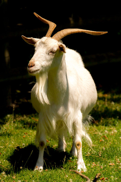 a_white_irish_goat.jpg