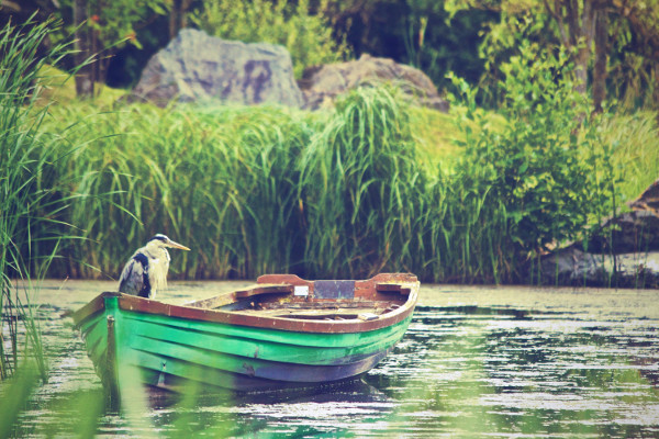 heron-in-a-boat-dave_meier.jpg